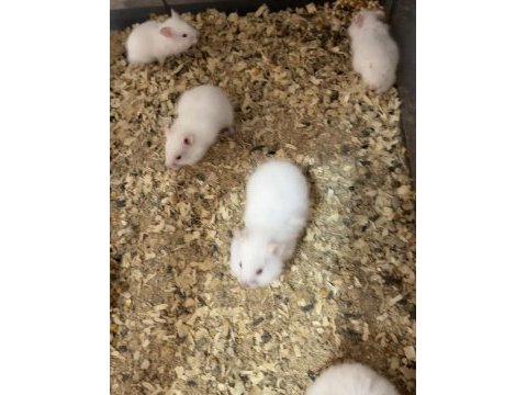 Yavru yetişkin suriye hamsterı