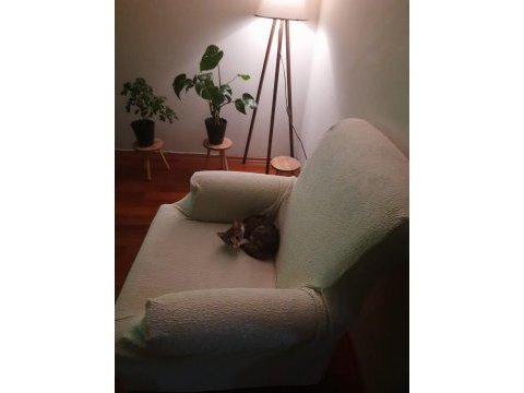 4 aylık kedimiz yeni evini arıyor
