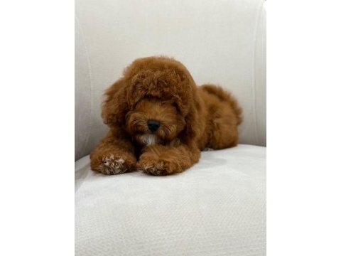 Wc eğitimli aşıları tam dişi toy poodle yavrumuz
