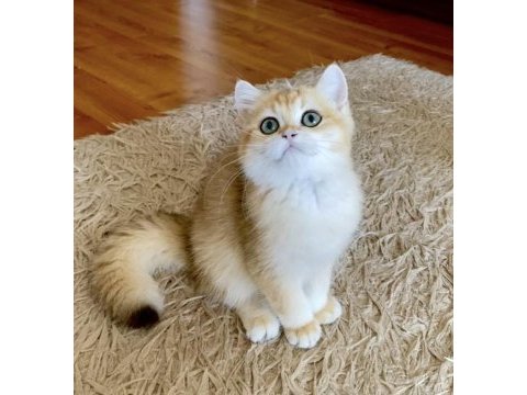 Safkan british shorthair golden erkek yavru