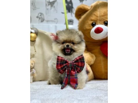 3 aylık dişi show class pomeranian yavrumuz