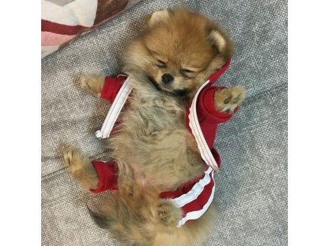 Pomeranian bebekler hazır
