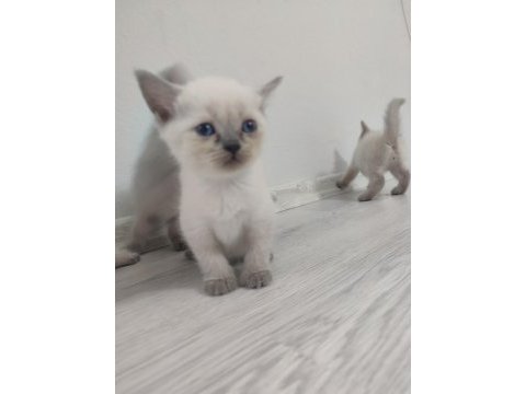 Safkan blue point british shorthair
