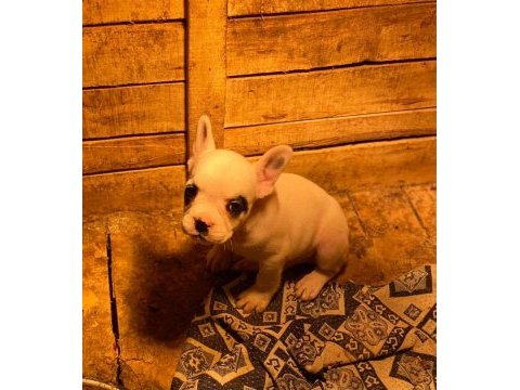 5 aralık doğumlu erkek fransız bulldog teslime hazır