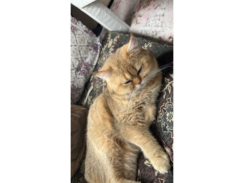Acil golden british shorthair acil yazın görüşelim