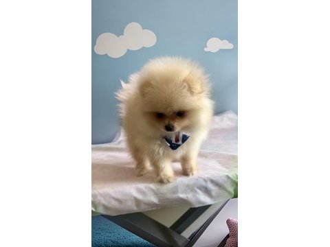 Orjinal ırk garantili pomeranian boo antalya