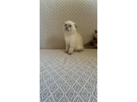 Scottish fold ve british shorthair yavrularımız