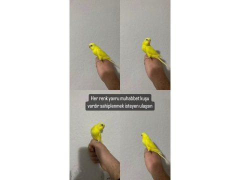 Yavru ele alışık muhabbet kuşları parlak renk