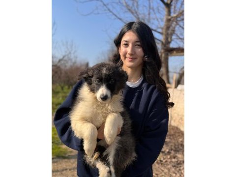 Border collie böyle yavru görülmedi