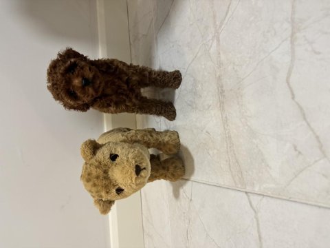 Kore kan teacup poodle dişi / erkek 850 gram 2 buçuk aylık