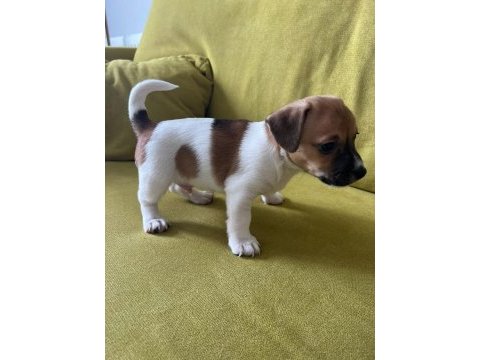 Jack russell