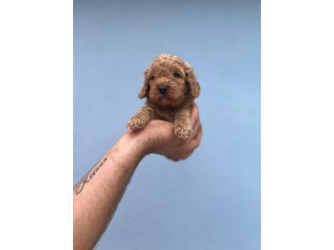 Maltipoo yavrularımızı canlı görerek alabilirsiniz