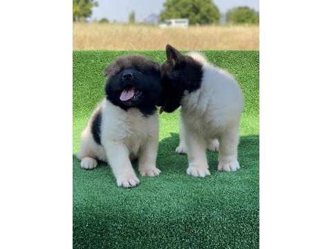 Amerikan akita ınu yavruları