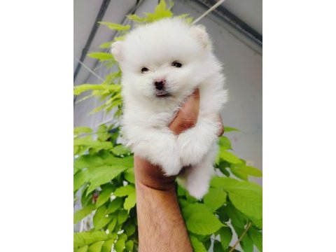 Pomeranian yavruları