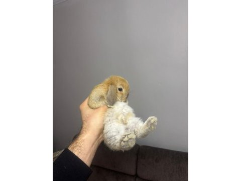Hollanda lop tavşanı