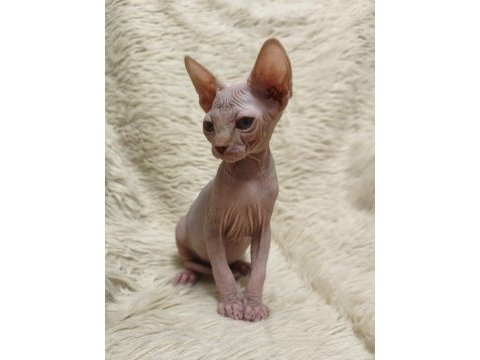 Naked beauty sphynx cattery iki aylık