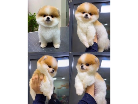Kesinlikle (ayı surat) garantili teslim pomeranian