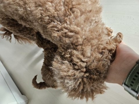 Evde bakılan minik sağlıklı poodle yavrularım