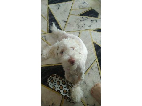 Terrier çipli köpeğimiz