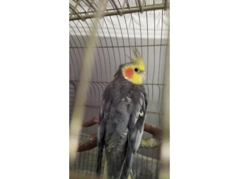 Evcil konuşan erkek sultan