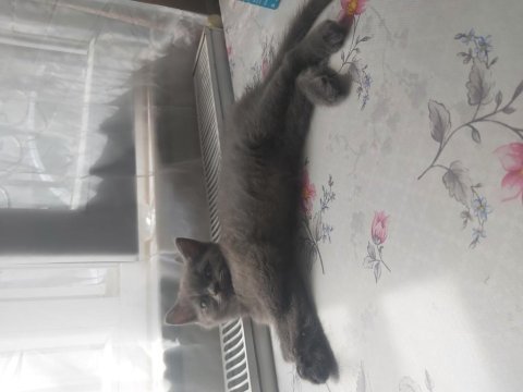 British shorthair ve scottish fold