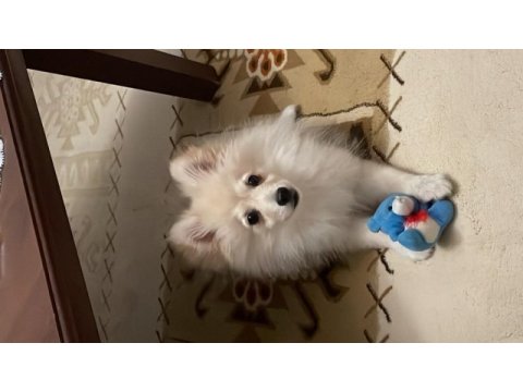 Oyuncu spitz yavrumuz