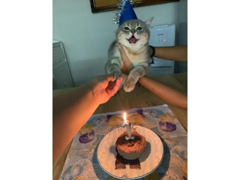 British shorthair kedimize yuva arıyoruz