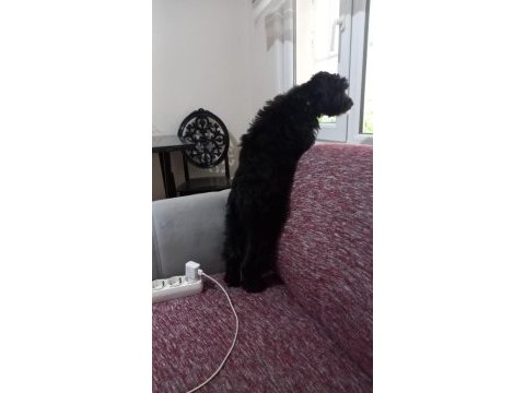 Morkie terrier 7 aylık erkek