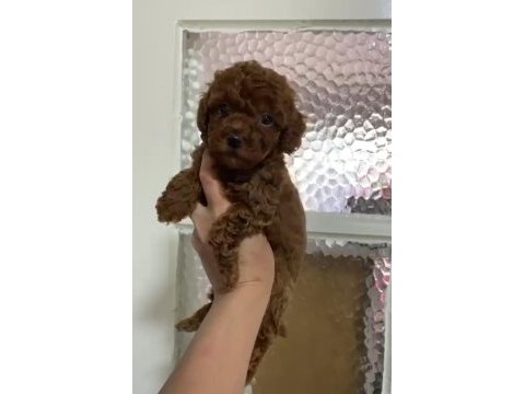 Annesinin yanında büyüyen poodle bebeğim