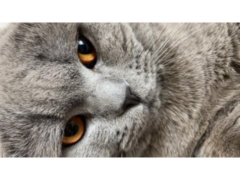 Scottish fold kısır tüm aşıları tam ücretsiz