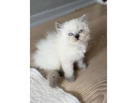 British longhair kedimiz