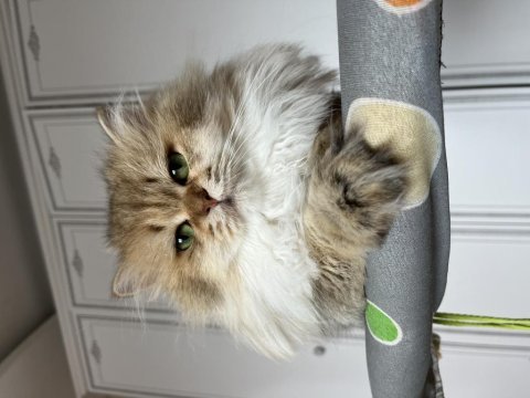 3 yaşında kısır erkek british longhair