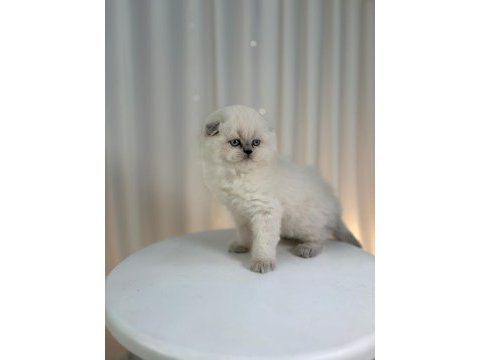 Irk ve sağlık garantili scottish fold yavrular