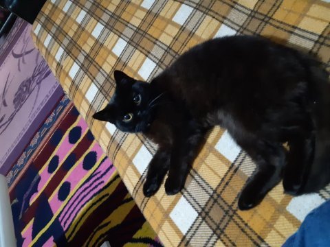 Ücretsiz sahiplendirilecek british shorthair