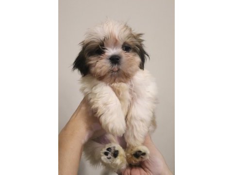 Ev ortamında büyüyen safkan shih tzu yavruları