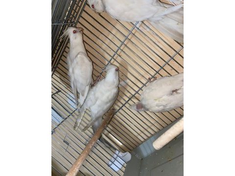Garanti takım sultan papağanı ekmek yedirir