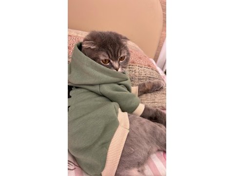 Scottish fold kedim maya