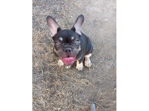 Coco tan egzotik french bulldog erkek yavru
