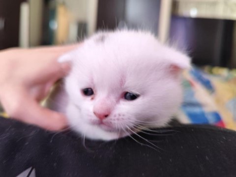 8 yavru kedim oldu acil sahiplendirilecek