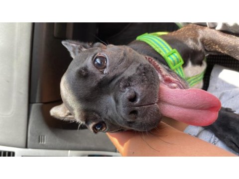 3,5 aylık french bulldog oğlumuzu sahiplendiriyoruz