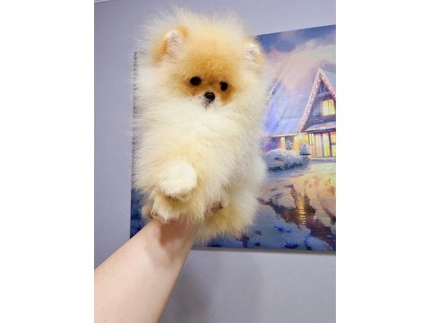 Toy poodle kore teacup hepsi mevcuttur