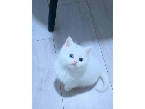 Harika van kedisi tombiş