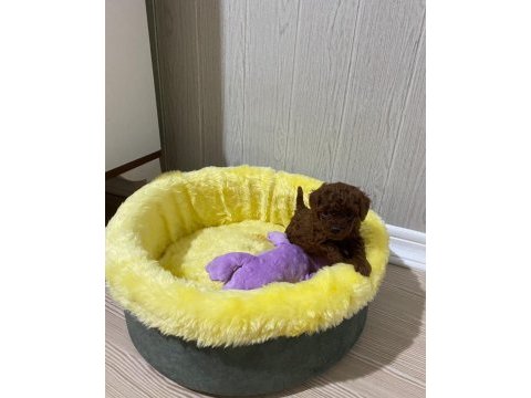 Kore toy poodle orijinal