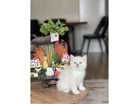 Safkan oyuncu güzellik british shorthair yavrum