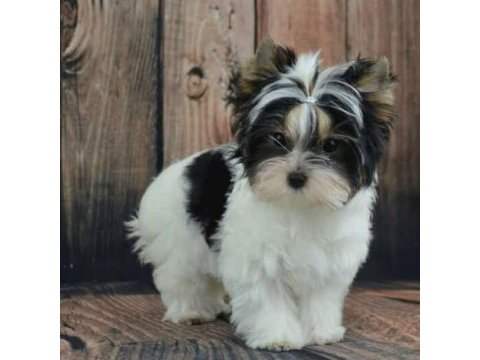Morkie yavrularımızı canlı görerek alabilirsiniz