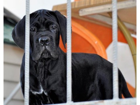 Şecere belgeli ırk ve sağlık garantili cane corso yavrular