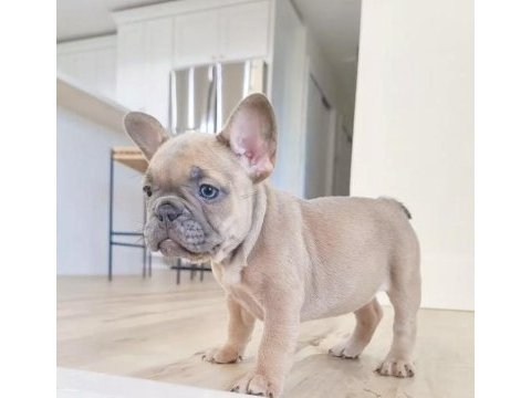 French bulldog devıçka kremovaya