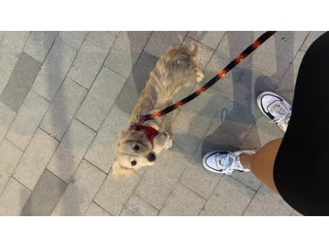 Melez köpeğimizi sahiplendirme