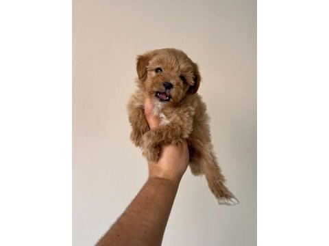 Irk ve sağlık garantili maltipoo yavrularımız