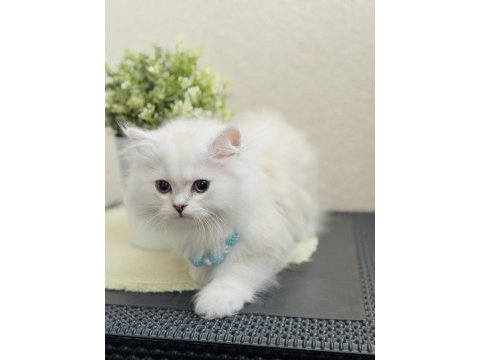 British longhair silver point yavrular